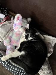 Lost Male Cat last seen Lewis lane and Southside off Red Fox Drive in Nampa, Nampa, ID 83686