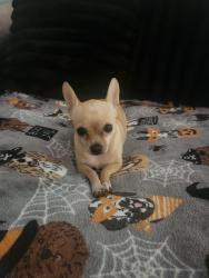Lost Female Dog last seen Harvard and 126th west, Los Angeles, CA 90047