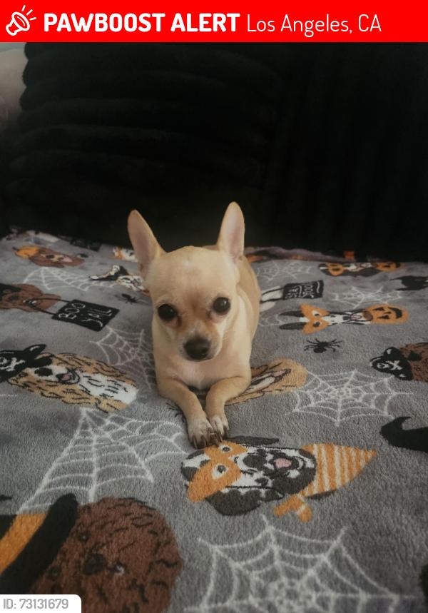 Lost Female Dog last seen Harvard and 126th west, Los Angeles, CA 90047