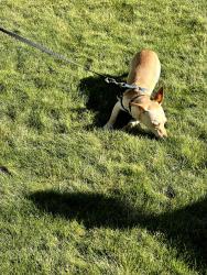 Reunited Male Dog last seen Wilkins and John Olson Blvd, Hillsboro, OR 97006