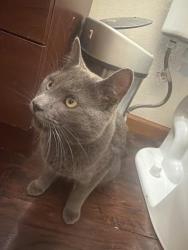 Reunited Female Cat last seen Gillet, Appleton, WI 54914