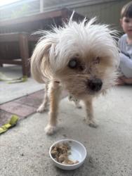 Reunited Female Dog last seen South Lake Middle School, Irvine, CA 92614