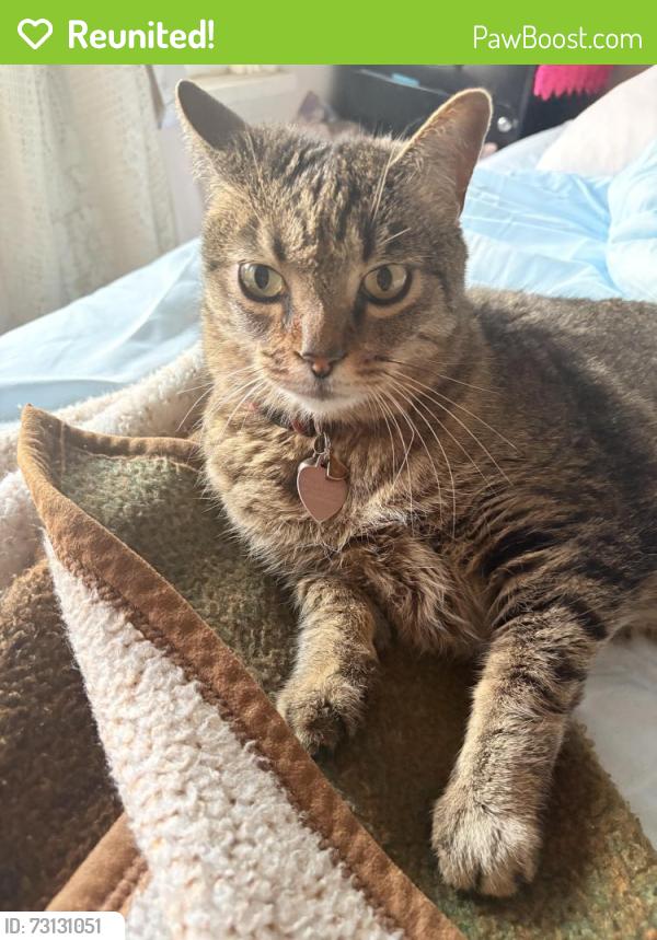 Reunited Female Cat last seen Globeville, Denver, CO 80216