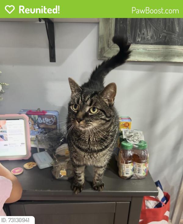 Reunited Female Cat last seen South Ave, Stratford, CT 06615