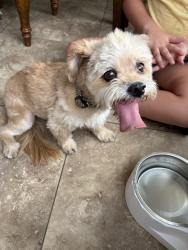 Reunited Female Dog last seen 90th st and Charter Oak, Scottsdale, AZ 85260