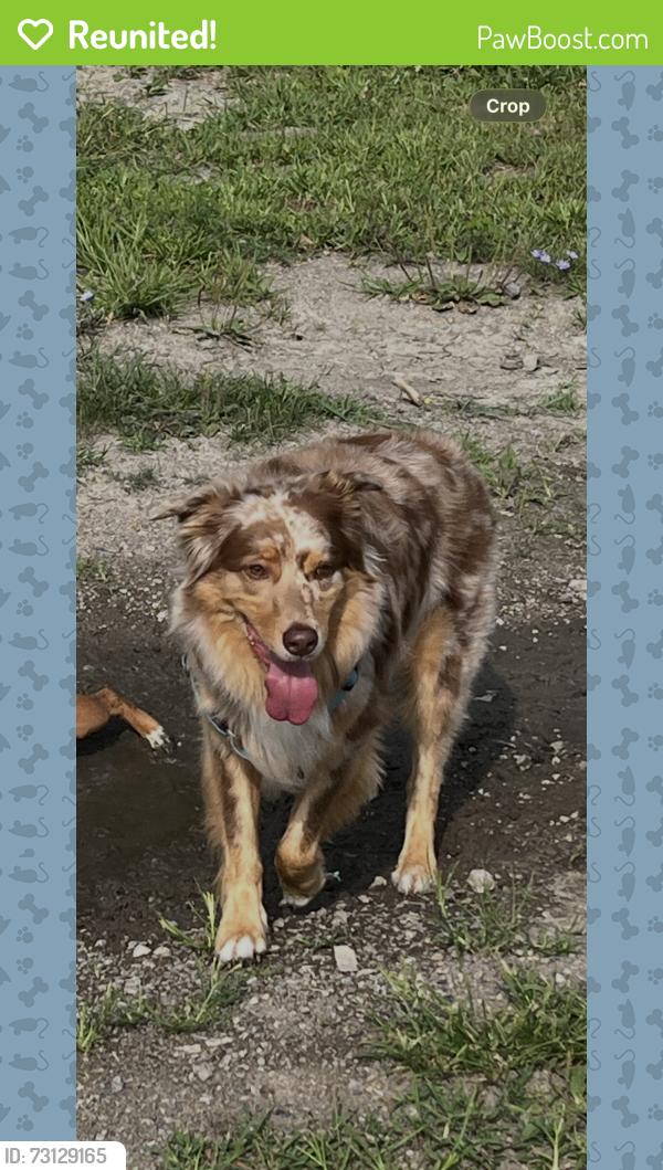 Reunited Male Dog last seen Hamlet and Caldwell (8 mile and mound), Detroit, MI 48234