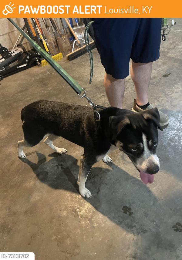 Found/Stray Unknown Dog last seen Tecumseh lane, Louisville, KY 40214