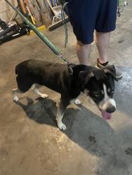 Found/Stray Unknown Dog last seen Tecumseh lane, Louisville, KY 40214