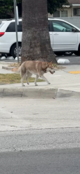 Found/Stray Unknown Dog last seen Temple City Blvd and Valley Blvd, Rosemead, CA 91770
