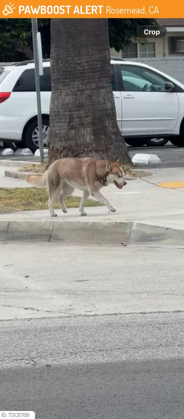 Found/Stray Unknown Dog last seen Temple City Blvd and Valley Blvd, Rosemead, CA 91770