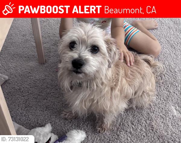 Lost Male Dog last seen Near Liguria ln, Beaumont, CA 92223