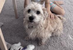 Lost Male Dog last seen Near Liguria ln, Beaumont, CA 92223