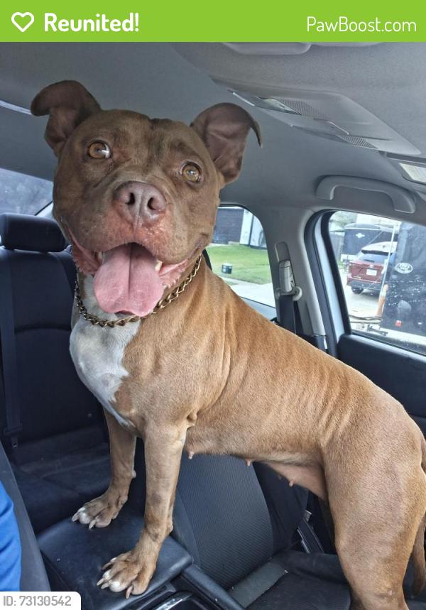 Reunited Female Dog last seen Stagecoach & Rosewood, Killeen, TX 76548