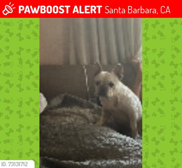 Lost Female Dog last seen Valerio st, and Robbins Street near Harding School, Santa Barbara, CA 93101