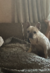 Lost Female Dog last seen Valerio st, and Robbins Street near Harding School, Santa Barbara, CA 93101