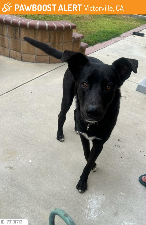 Found/Stray Male Dog last seen Roy Rodgers rd, Tesla charging station, Victorville, CA 92307