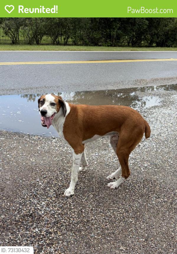 Reunited Male Dog last seen Near Racewood equine, Apopka, FL 32712