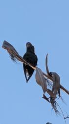 Found/Stray Unknown Bird last seen Plant Power on Clark & PCH, Long Beach, CA 90804