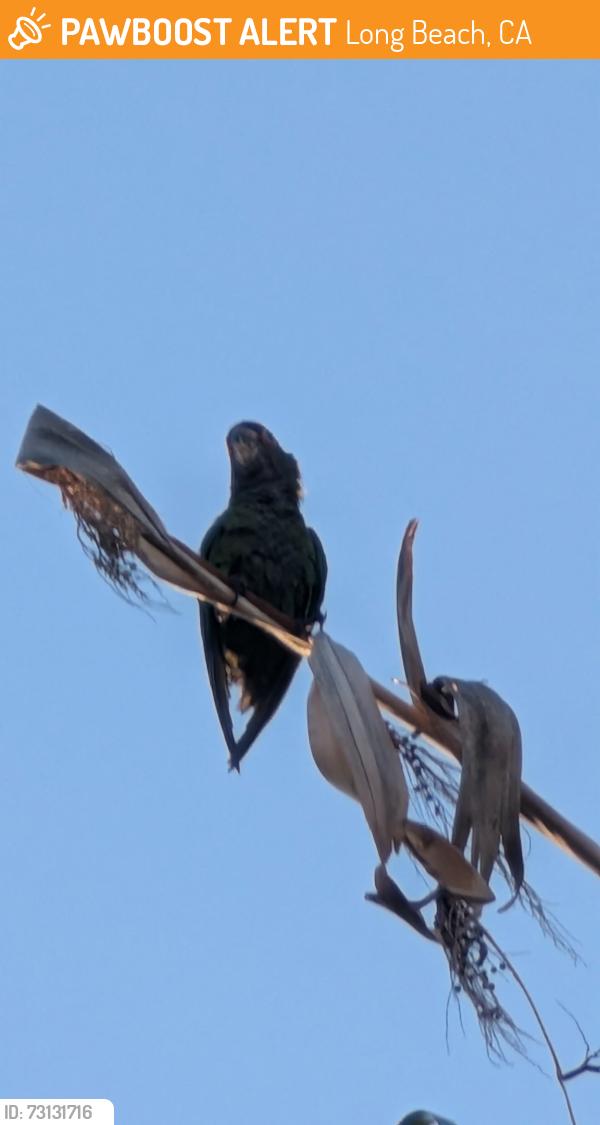 Found/Stray Unknown Bird last seen Plant Power on Clark & PCH, Long Beach, CA 90804