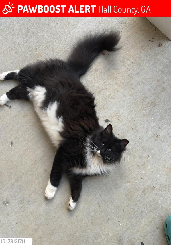 Lost Female Cat last seen Laurel lane, Hall County, GA 30506