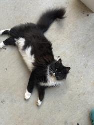 Lost Female Cat last seen Laurel lane, Hall County, GA 30506