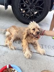 Reunited Female Dog last seen Adams st and 2nd st, Mission, TX 75872