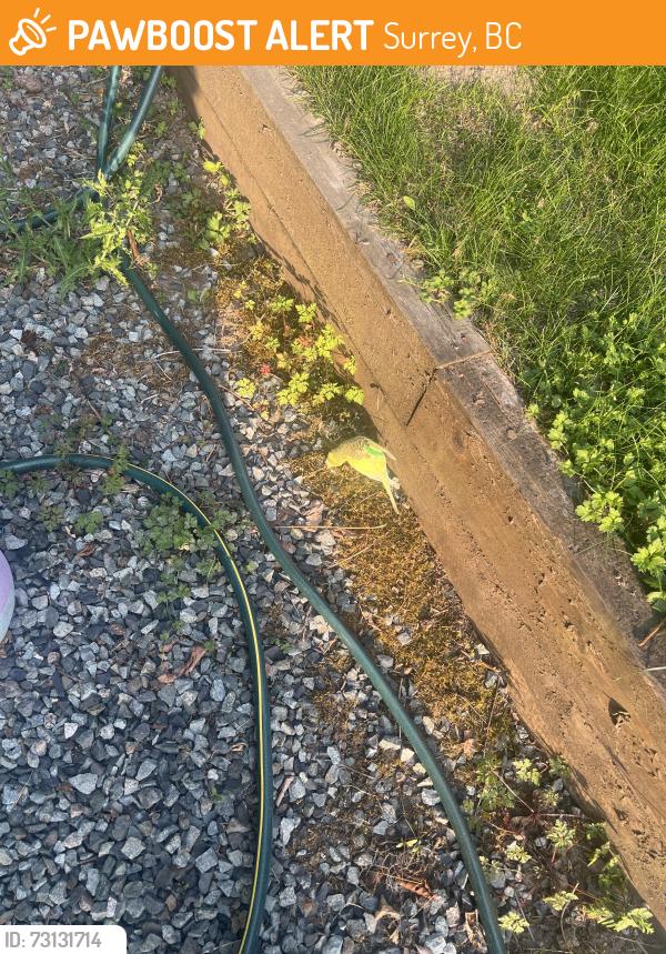 Found/Stray Unknown Bird last seen At my hse, at my back yard., Surrey, BC 