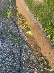 Found/Stray Unknown Bird last seen At my hse, at my back yard., Surrey, BC 
