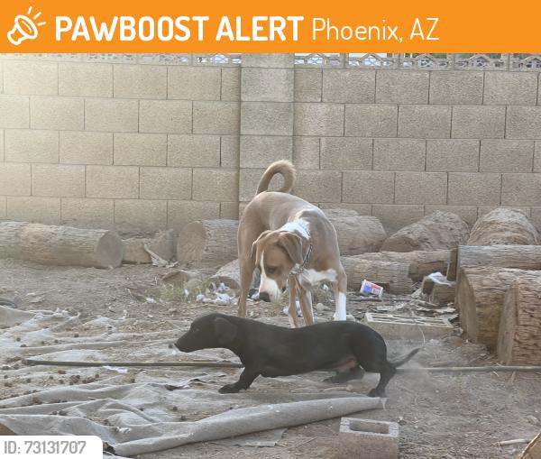 Found/Stray Male Dog last seen 47th and bethany home rd, Phoenix, AZ 85301