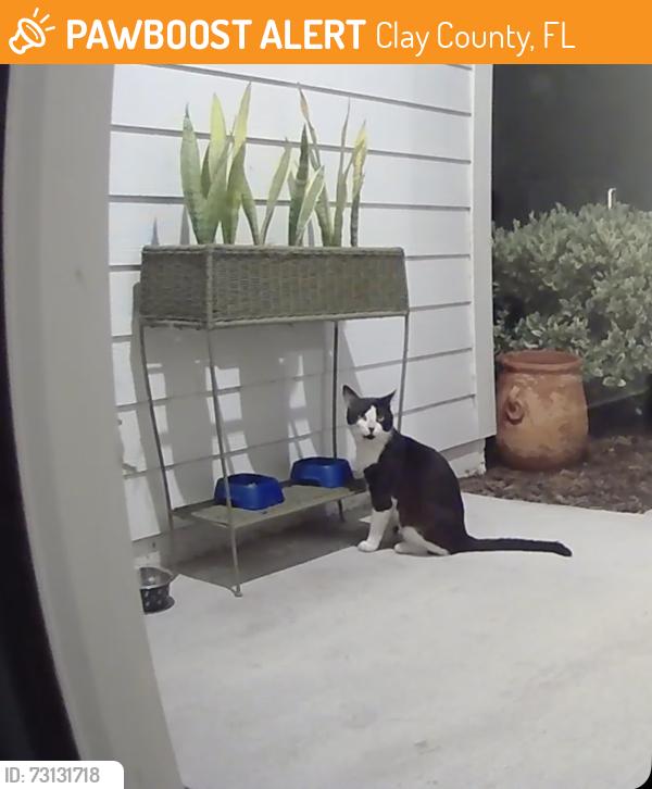 Found/Stray Unknown Cat last seen Creek Village Ln, Clay County, FL 32043