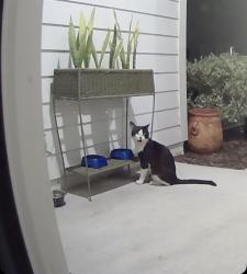 Found/Stray Unknown Cat last seen Creek Village Ln, Clay County, FL 32043