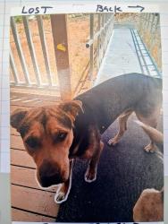 Lost Male Dog last seen Country Club Sahuarita Rd area, Sahuarita, AZ 85629