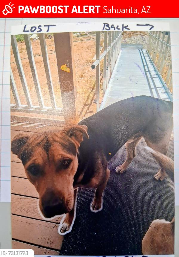 Lost Male Dog last seen Country Club Sahuarita Rd area, Sahuarita, AZ 85629