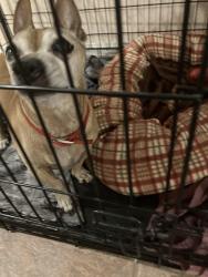 Reunited Male Dog last seen Marks and Kelsi Dunes, Henderson, NV 89014