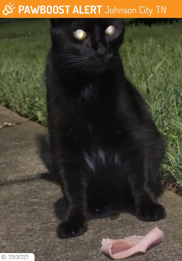 Found/Stray Unknown Cat last seen Helen Ct, Johnson City, TN 37604