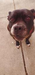 Reunited Female Dog last seen Las casitas Drive and Natividad Greek Park, Salinas, CA 93905