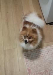 Reunited Male Dog last seen Marwood lane and heritage hill school, Cincinnati, OH 45246