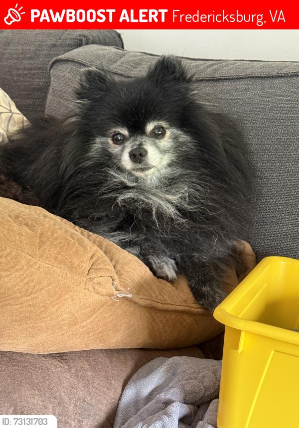 Lost Male Dog last seen Lost in the FERRY FARM Blythedale area in Fredericksburg, VA , Fredericksburg, VA 22405