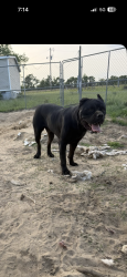 Reunited Male Dog last seen Hephzibah-McBean rd and old waynesboro rd, Old Waynesboro Rd, GA 30815