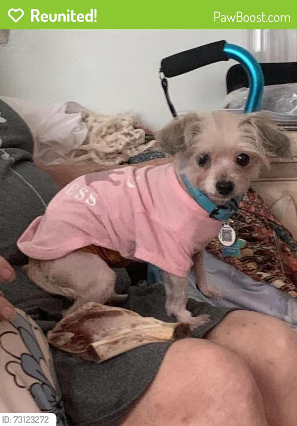 Reunited Male Dog last seen Seabridge Road and 17th St., Virginia Beach Boulevard 23451, Virginia Beach, VA 23451