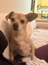 Reunited Male Dog last seen Pacific and Jones, San Francisco, CA 94133
