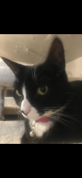 Reunited Female Cat last seen Chatterton Ave, White Plains, NY 10607