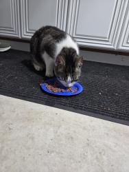 Reunited Male Cat last seen 7 mile and middlebelt in livonia, Livonia, MI 48152