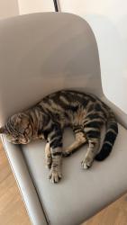 Lost Male Cat last seen Ward and Scott, Montréal, QC H4M 1S8