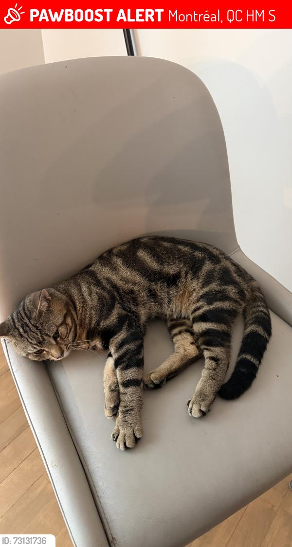 Lost Male Cat last seen Ward and Scott, Montréal, QC H4M 1S8