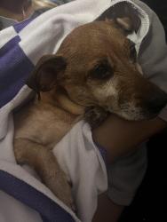 Found/Stray Unknown Dog last seen Lynn Road and Highway 70, Durham, NC 27703