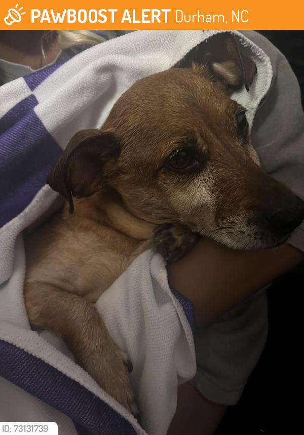 Found/Stray Unknown Dog last seen Lynn Road and Highway 70, Durham, NC 27703