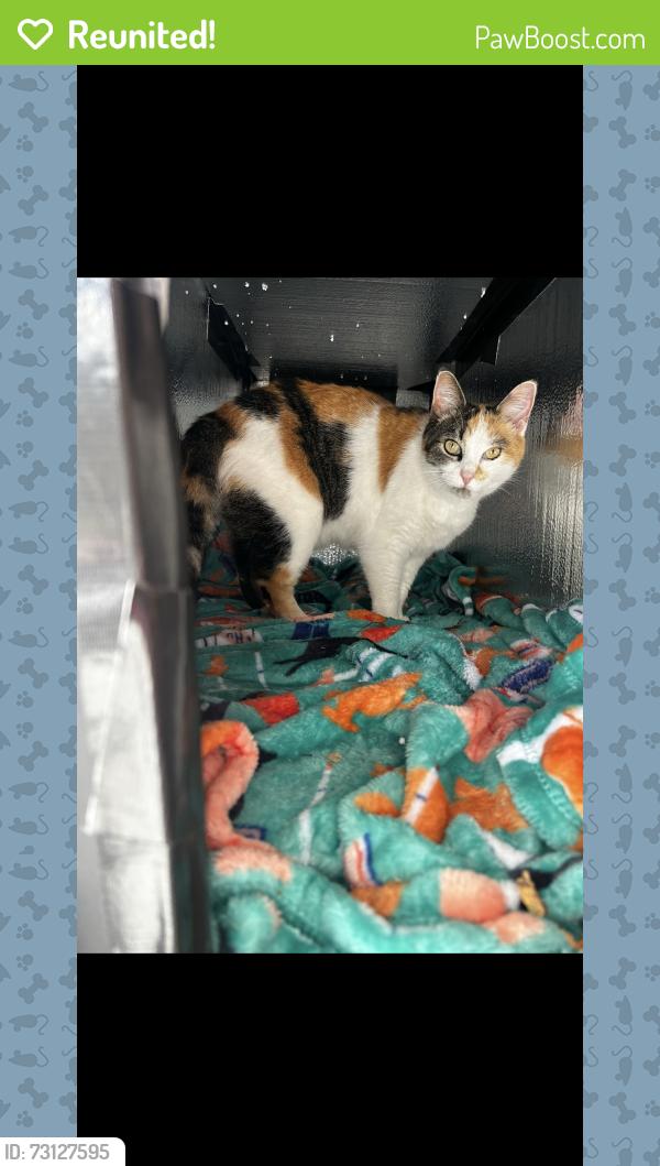 Reunited Female Cat last seen moonridge dr, Cincinnati, OH 45248