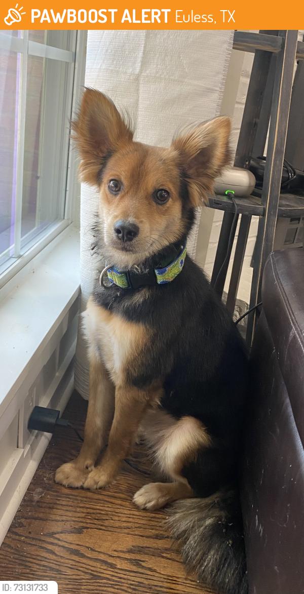 Found/Stray Male Dog last seen Bob Eden Trail, Euless, TX 76039