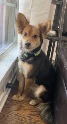 Found/Stray Male Dog last seen Bob Eden Trail, Euless, TX 76039